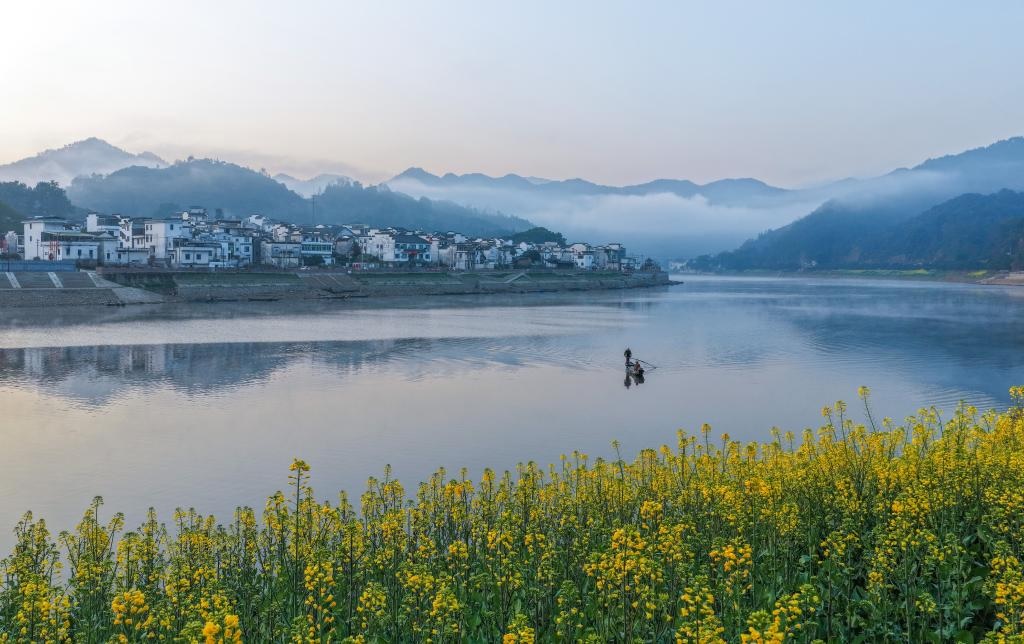أزهار اللفت المتفتحة على ضفاف نهر شينآن بمقاطعة آنهوي شرقي الصين