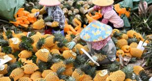 حصاد ثمار الأناناس في مقاطعة هاينان بجنوبي الصين