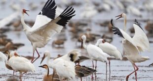 رصد طيور الكركي المهاجرة بشرقي الصين