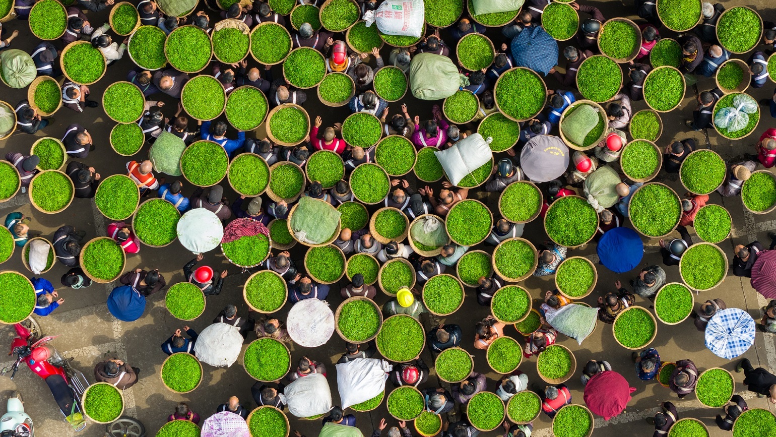 سوق الشاي في مقاطعة سيتشوان الصينية يشهد ذروة الموسم