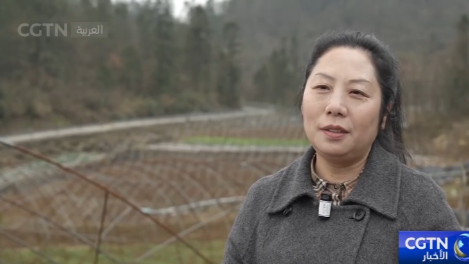 نائبة في المجلس الوطني لنواب الشعب الصيني تمهد طريق الازدهار الريفي لقومية توجيا