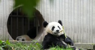 الإعلان عن نفوق اثنتين من حيوانات الباندا العملاقة في مدينة هانغتشو شرقي الصين نتيجة المرض