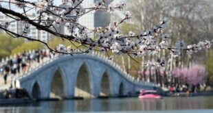 شفا - شينخوا - في الصورة الملتقطة يوم 19 مارس 2026، منظر ربيعي في حديقة يوييوانتان في بكين، عاصمة الصين.