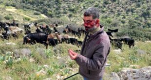 إصابة راعٍ باعتداء للمستوطنين غرب سلفيت