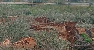 الاحتلال يقتلع مئات أشجار الزيتون في مردا شمال سلفيت