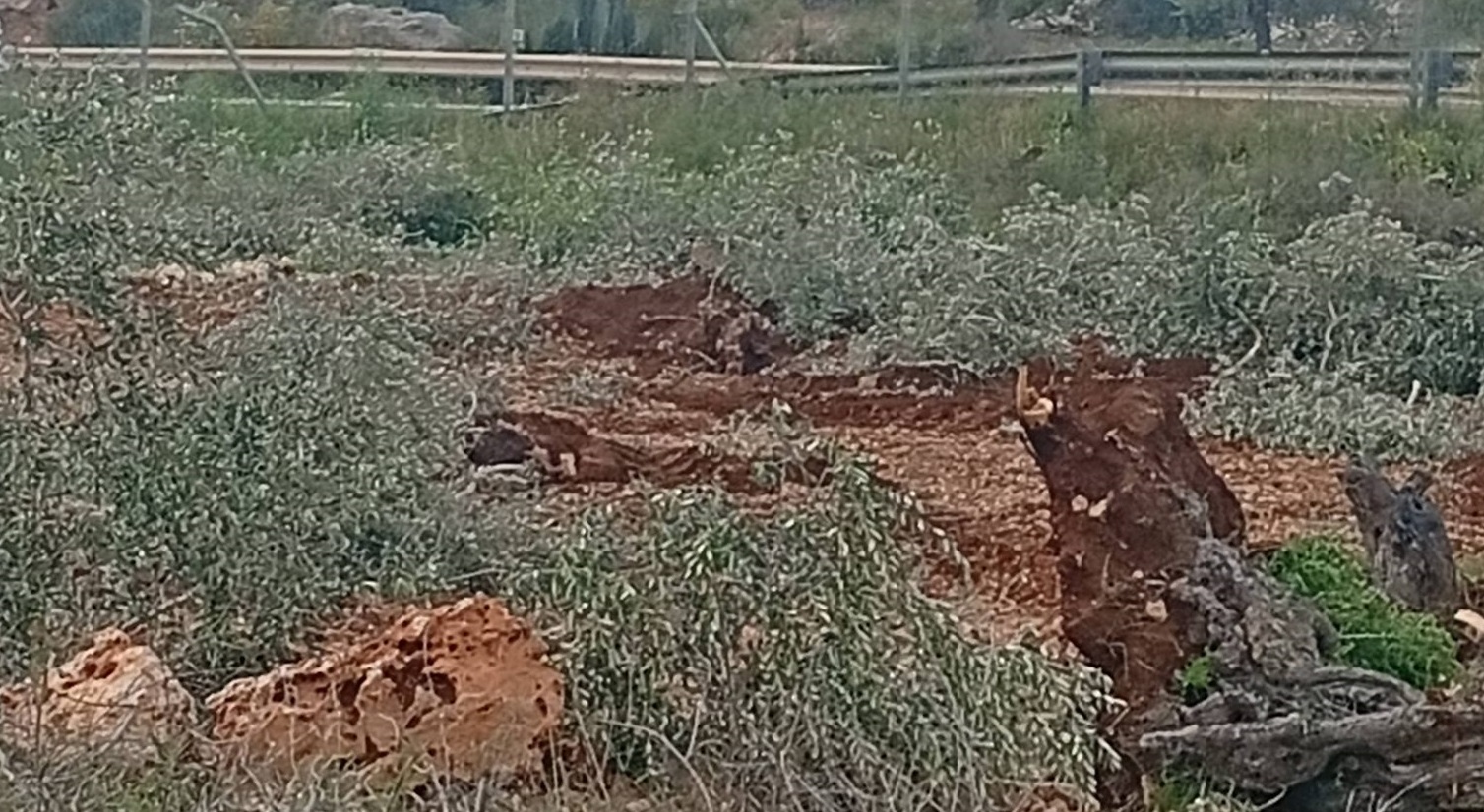 الاحتلال يقتلع مئات أشجار الزيتون في مردا شمال سلفيت