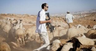 مستوطنون يسرقون مواشي مواطن فلسطيني في تجمع "عرب الكعابنة" شمال أريحا