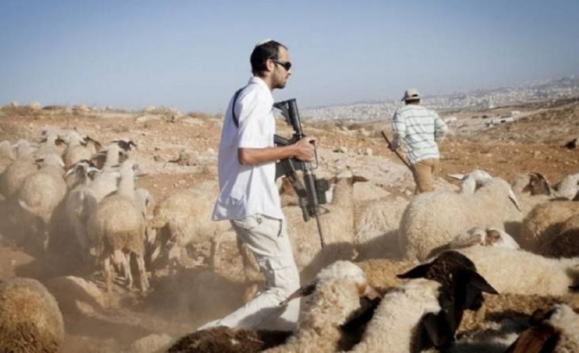 مستوطنون يسرقون مواشي مواطن فلسطيني في تجمع "عرب الكعابنة" شمال أريحا