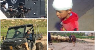 إصابة طفل وشاب وسرقة رؤوس ماشية في هجوم للمستوطنين على مسافر يطا جنوب الخليل