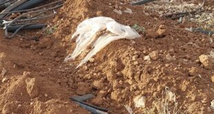 الاحتلال يدمر خطوطا ناقلة للمياه شرق طمون جنوب طوباس