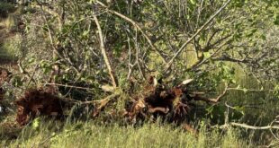 مستوطنون يقطعون نحو 400 شجرة زيتون في سهل ترمسعيا شمال رام الله