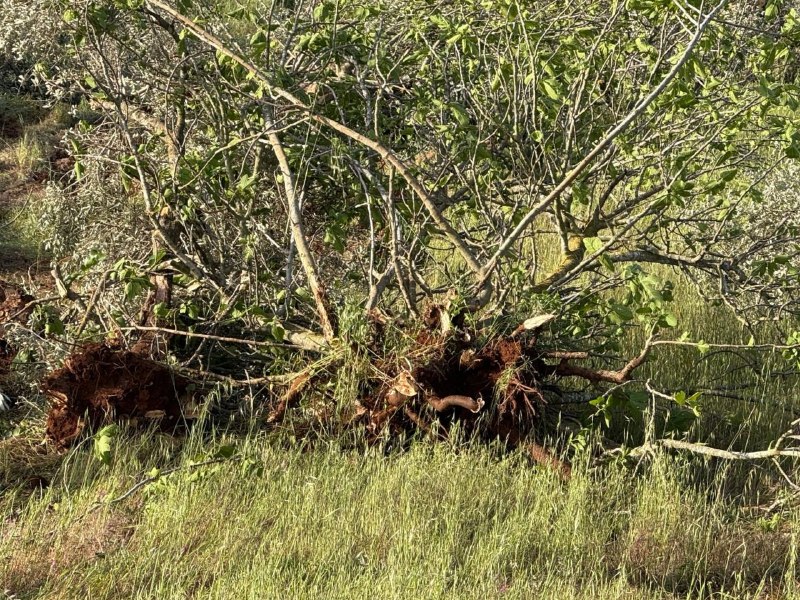 مستوطنون يقطعون نحو 400 شجرة زيتون في سهل ترمسعيا شمال رام الله
