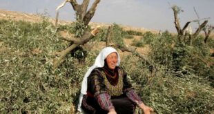 مستوطنون يقطعون 200 شجرة زيتون ولوز في الظاهرية جنوب الخليل