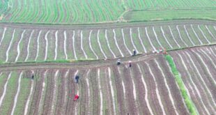 الزراعة الربيعية في الصين