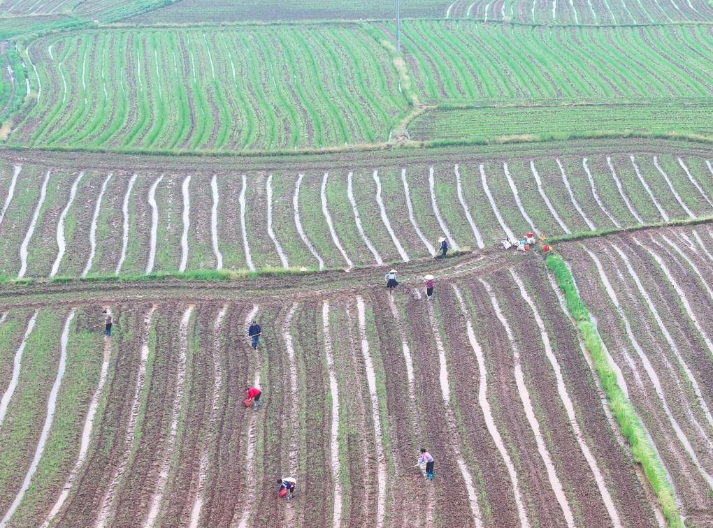 الزراعة الربيعية في الصين