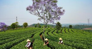 قطف أوراق الشاي في جنوب غربي الصين