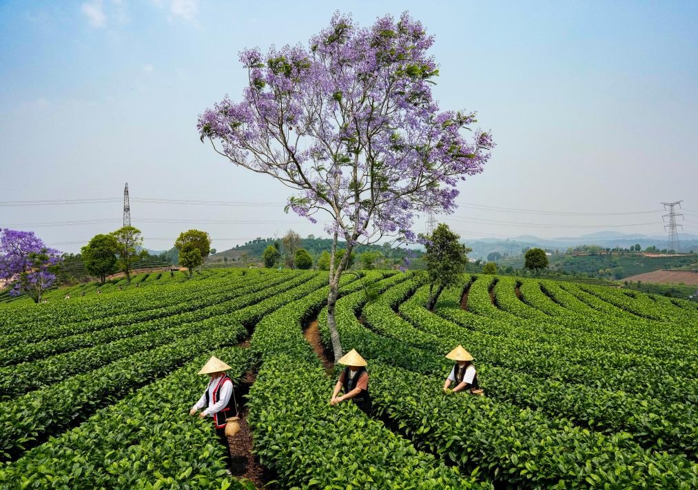 قطف أوراق الشاي في جنوب غربي الصين