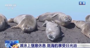 انتعاش أعداد الفقمات في خليج لياودونغ بشمال شرقي الصين