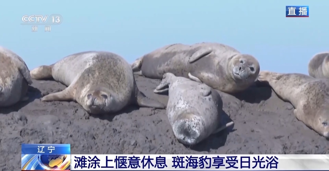 انتعاش أعداد الفقمات في خليج لياودونغ بشمال شرقي الصين