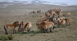 خيول برزوالسكي في شينجيانغ بشمال غربي الصين تشهد نموا مستمرا في أعدادها البرية