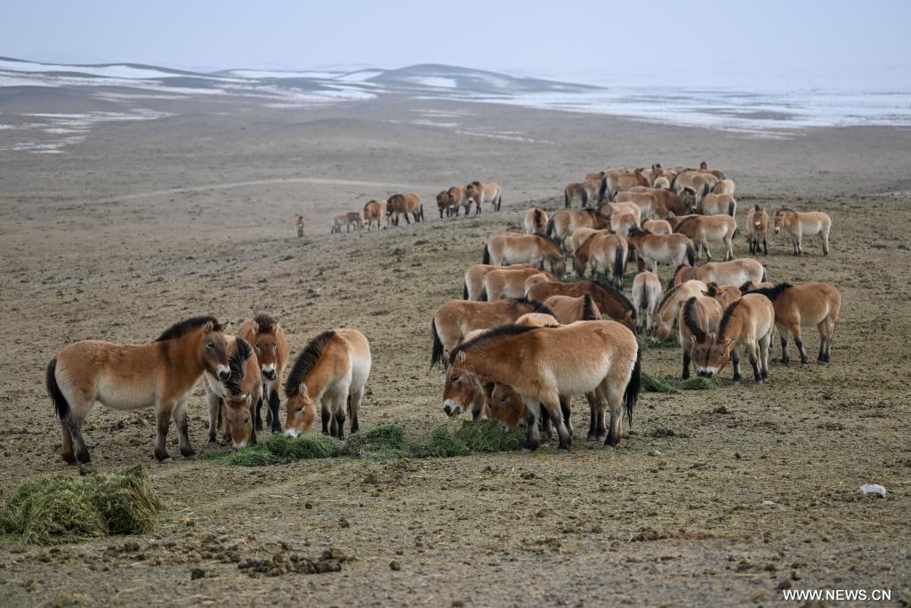 خيول برزوالسكي في شينجيانغ بشمال غربي الصين تشهد نموا مستمرا في أعدادها البرية