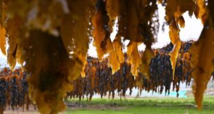 حصاد أعشاب البحر في بلدة بجنوب شرقي الصين