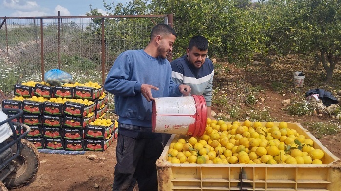 وزير الزراعة يعلن إنجاز الاعتماد الرسمي للمنتجات الفلسطينية في السوق السعودي