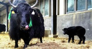 عجول ياك مستنسخة في منطقة شيتسانغ ذاتية الحكم جنوب غربي الصين