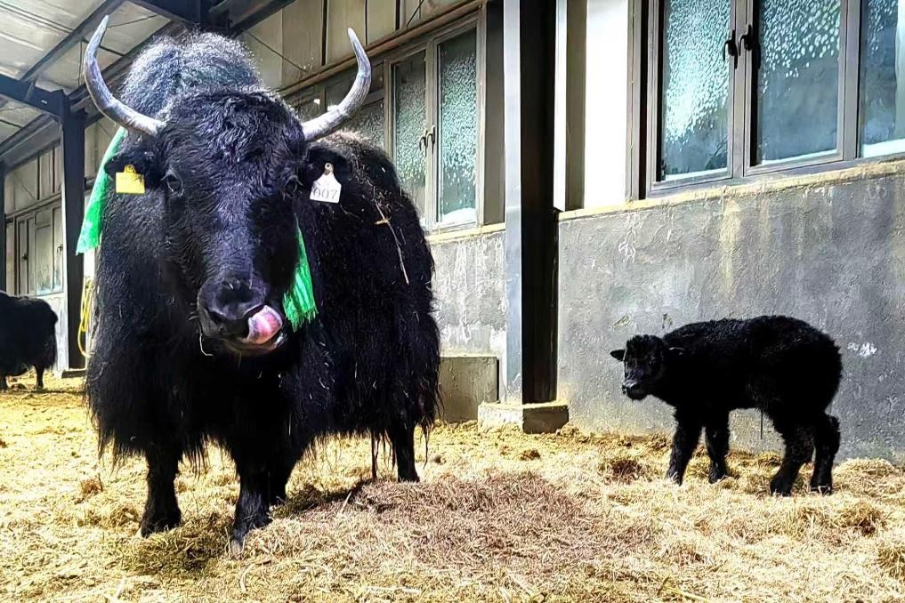 عجول ياك مستنسخة في منطقة شيتسانغ ذاتية الحكم جنوب غربي الصين