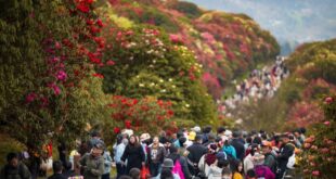 مناظر خلابة لأزهار الأزالية في مقاطعة قويتشو بجنوب غربي الصين