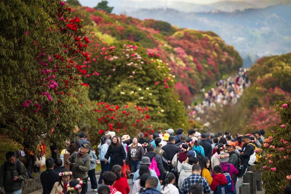 مناظر خلابة لأزهار الأزالية في مقاطعة قويتشو بجنوب غربي الصين