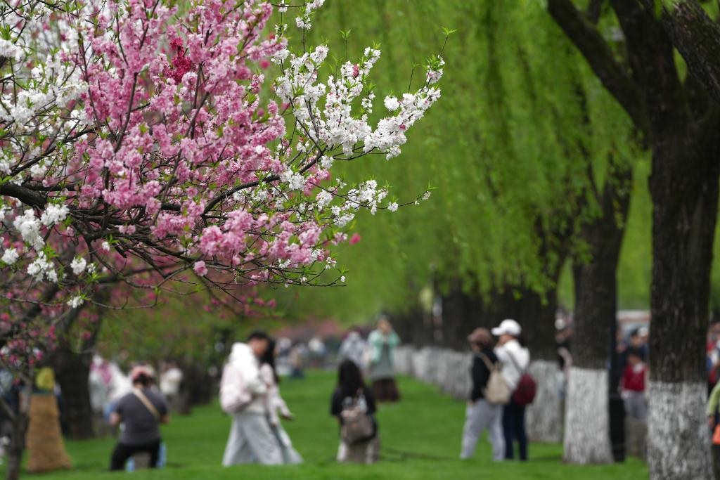 مناظر ربيعية في مدينة هانغتشو بشرقي الصين