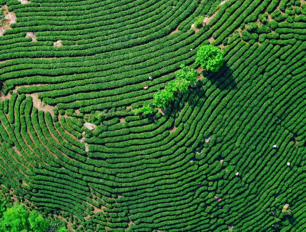 حصاد أوراق الشاي في الصين