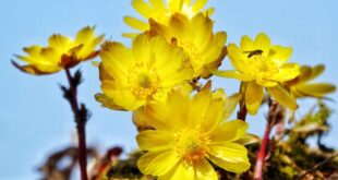 تفتح زهور أدونيس آموري في شمال شرقي الصين