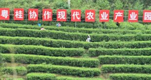 التنزه في مجمع زراعي لأشجار الشاي في جنوبي الصين