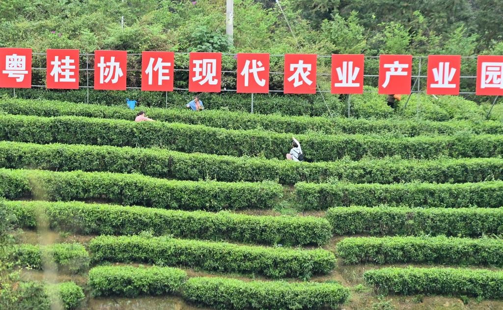 التنزه في مجمع زراعي لأشجار الشاي في جنوبي الصين
