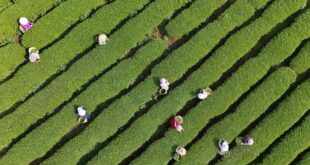 حصاد أوراق الشاي في الصين