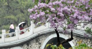 مناظر ربيعية في حديقة يوانمينغيوان في بكين