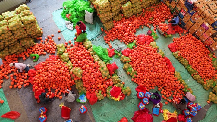 تقرير يتوقع زيادة إمدادات الحبوب والمنتجات الزراعية الرئيسية في الصين خلال 2026
