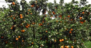 تشونغتشينغ: أزهار البرتقال وثمارها على ضفاف المضائق الثلاثة