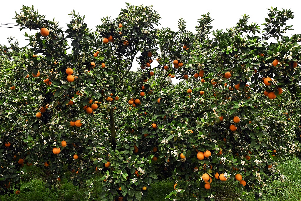 تشونغتشينغ: أزهار البرتقال وثمارها على ضفاف المضائق الثلاثة