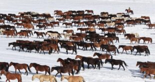 انتقال الخيول في شمال غربي الصين