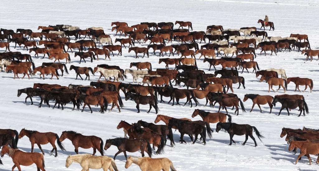 انتقال الخيول في شمال غربي الصين