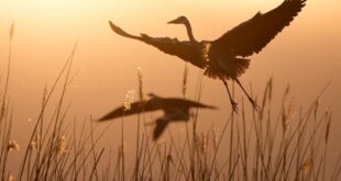 طيور مهاجرة في منطقة شاهو السياحية في شمال غربي الصين