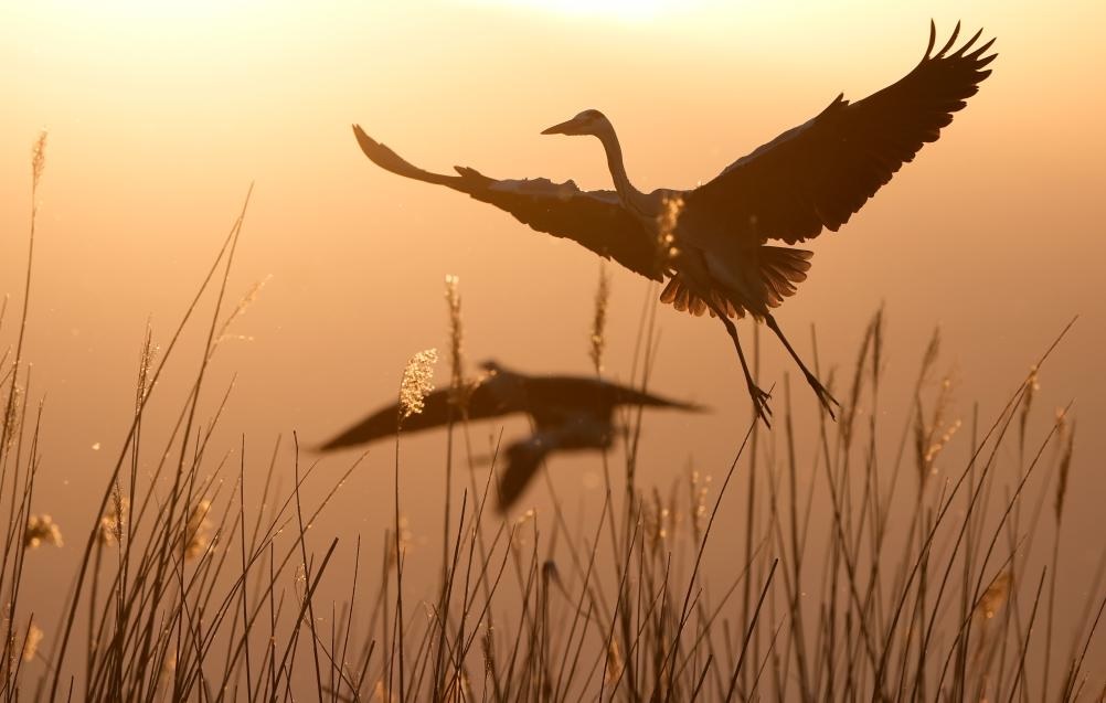 طيور مهاجرة في منطقة شاهو السياحية في شمال غربي الصين