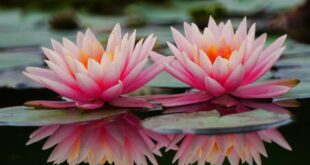 مناظر خلابة لزهور الزنبق المائي في الصين