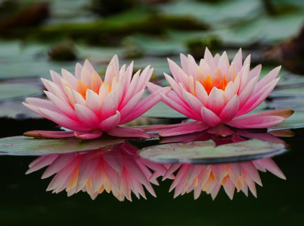 مناظر خلابة لزهور الزنبق المائي في الصين