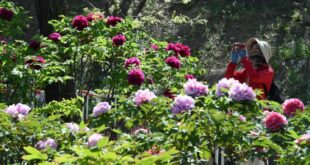 زهور الفاوانيا تجذب الزوار في حديقة يوانمينغيوان ببكين