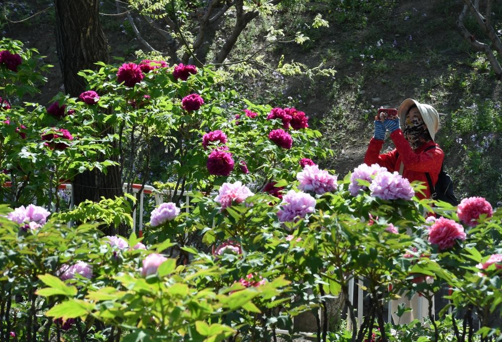 زهور الفاوانيا تجذب الزوار في حديقة يوانمينغيوان ببكين