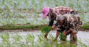 زراعة شتلات الأرز خلال موسم الزراعة الربيعية في جنوب شرقي الصين